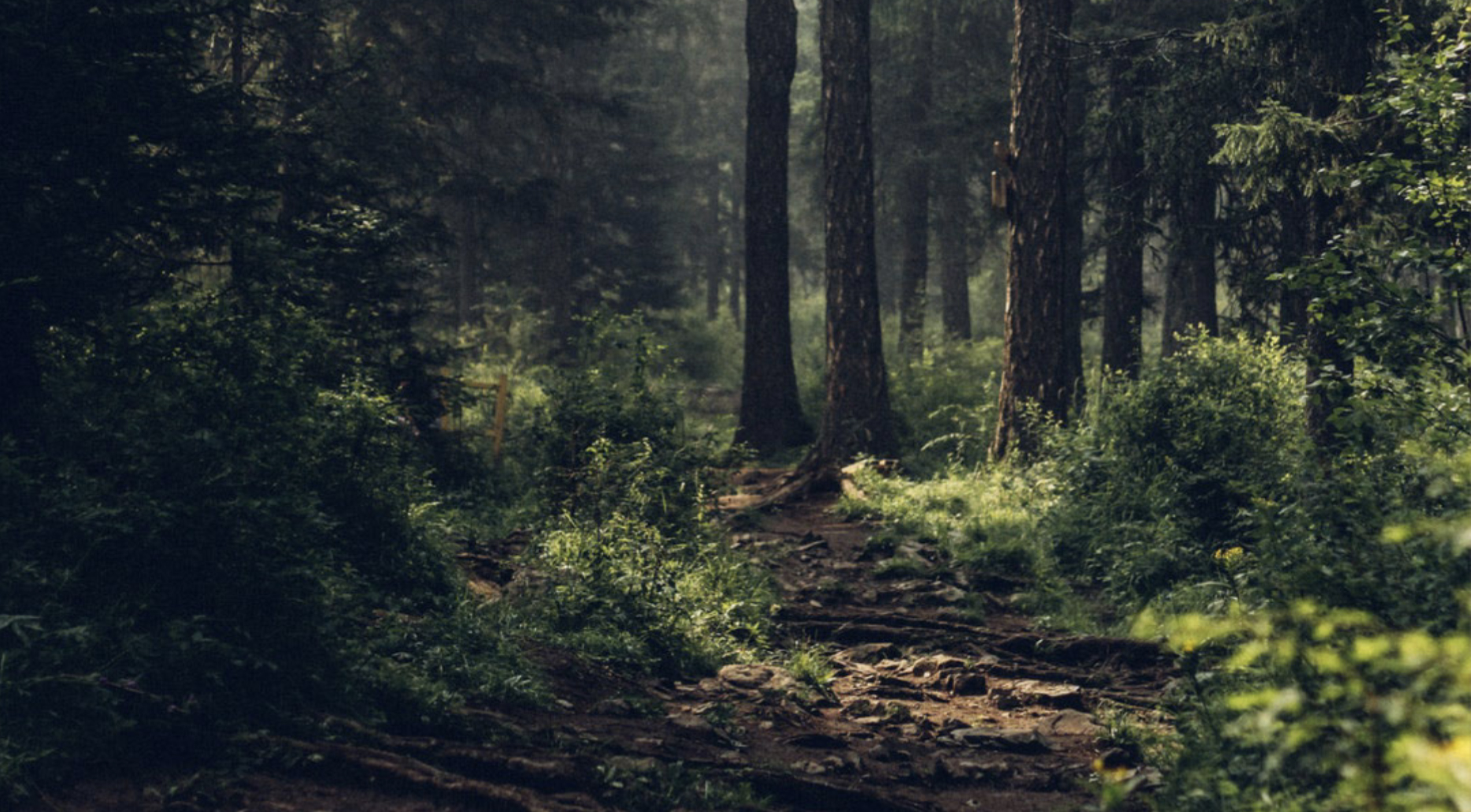 Ever forest. Ever forest. Мрачный лес. Мрачное место но красивое. Бузулукский бор.