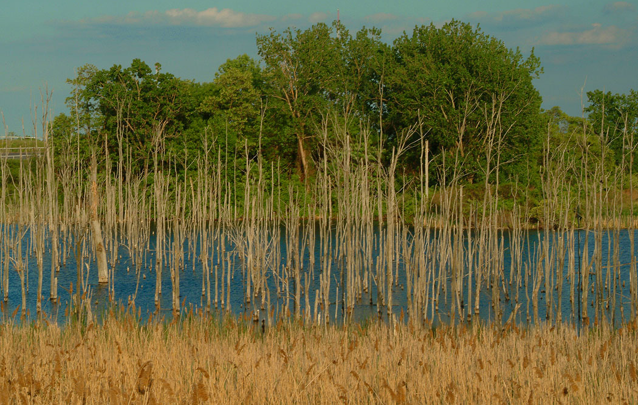 Hudson River Habitats Wetlands