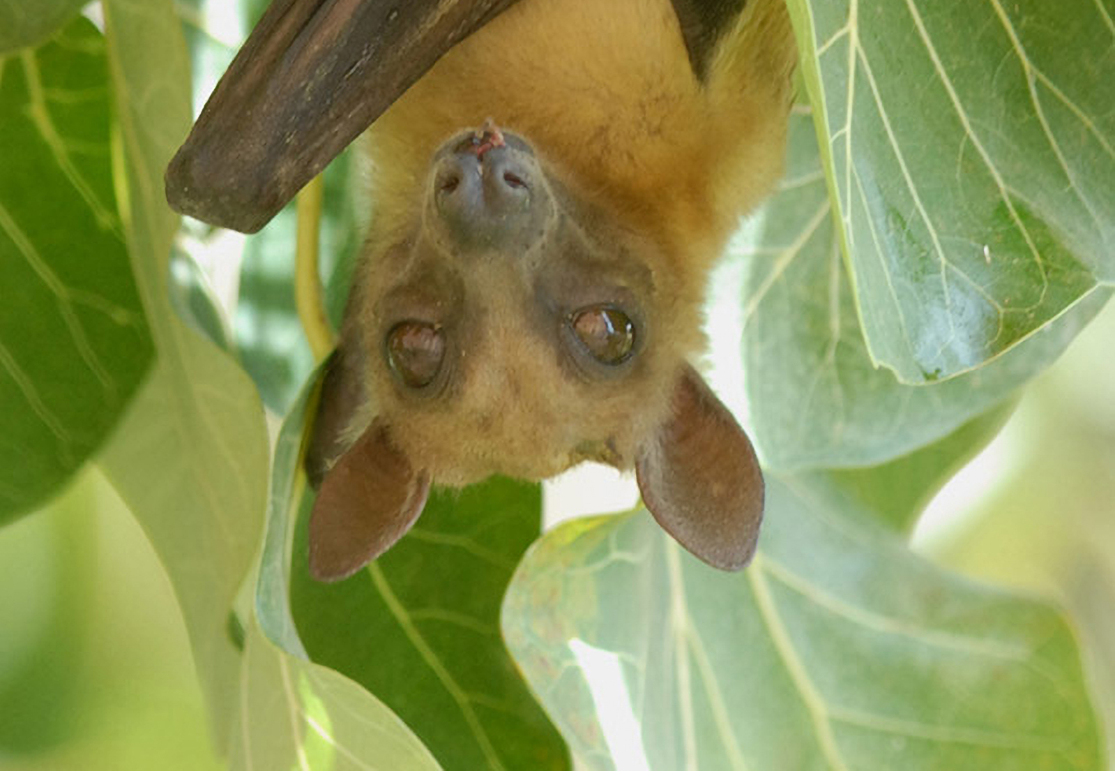 Fruit Bats Ebola