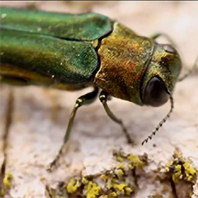Invasive Pests Jeopardize U S Forests Kill Trees