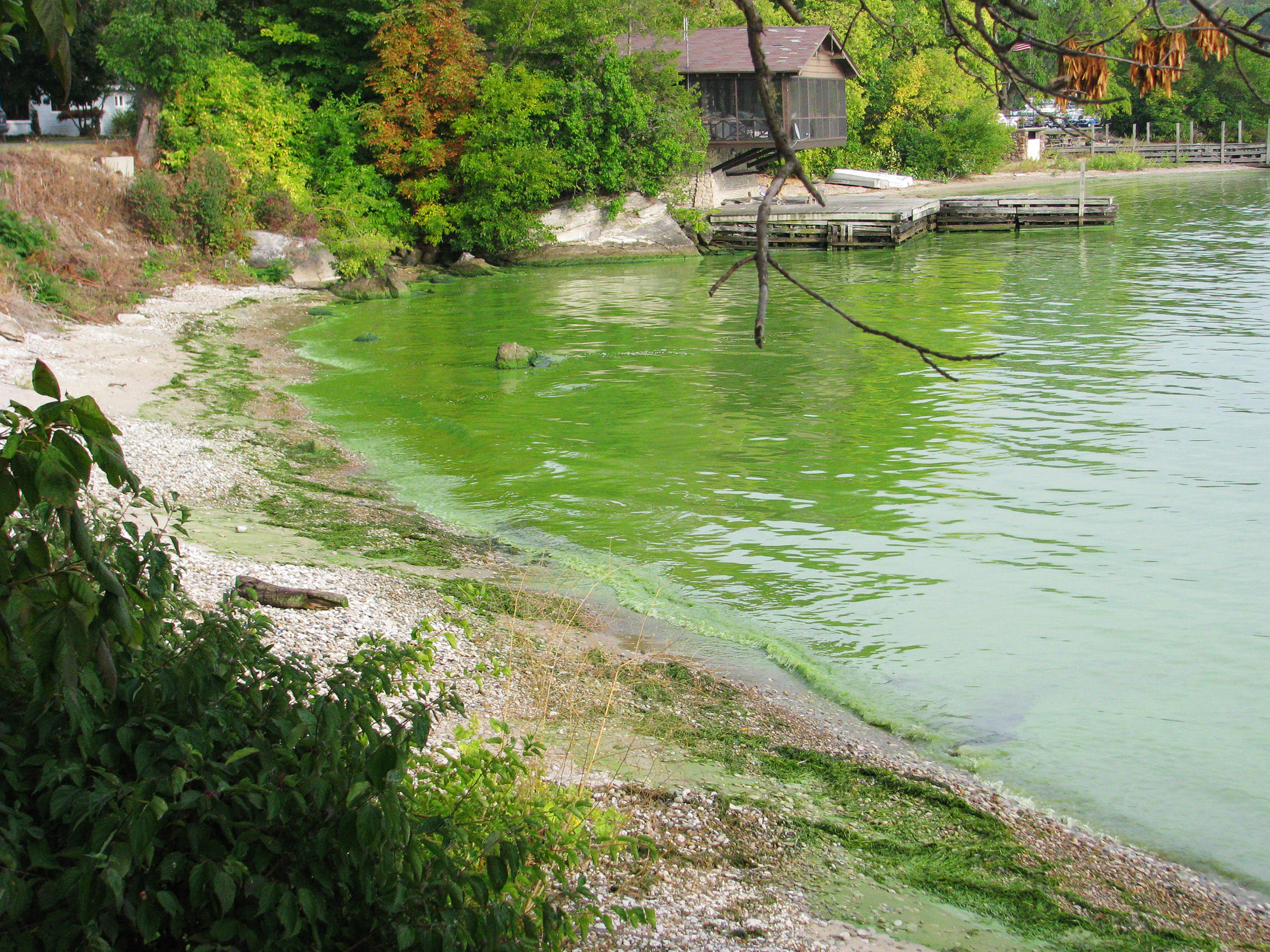 Exploring Toxic Algae Blooms in Pristine Lakes 