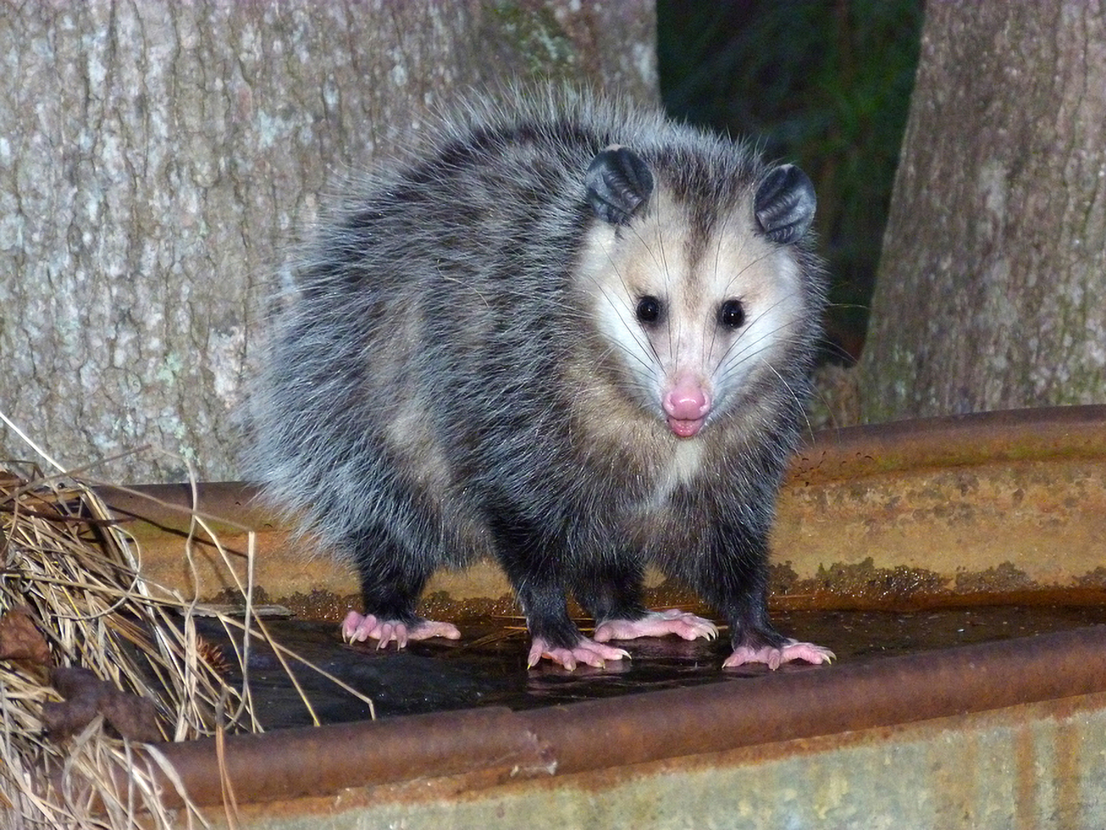 Opossums killers of ticks