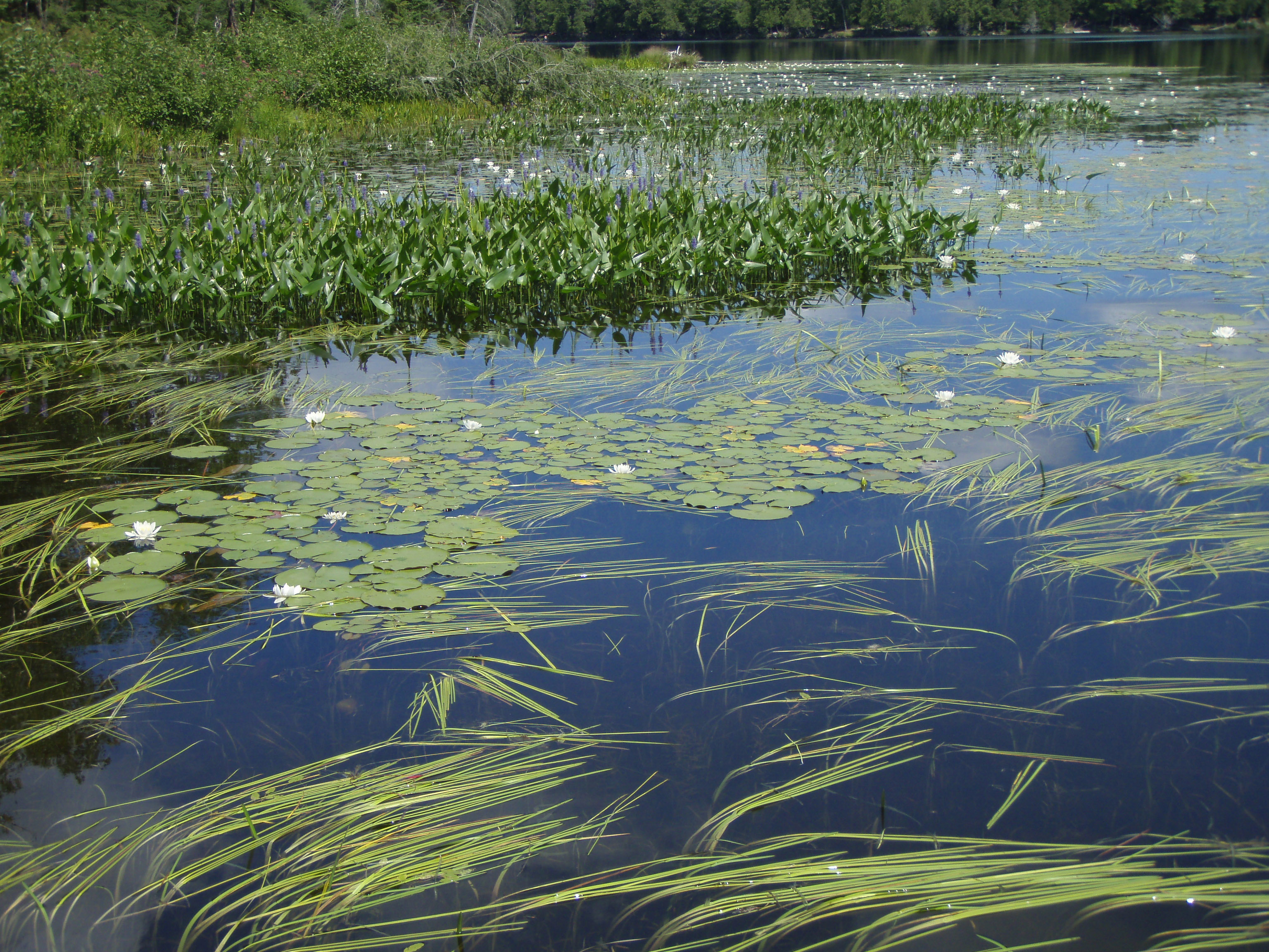 Hudson River’s underwater vegetation still recovering from hurricanes