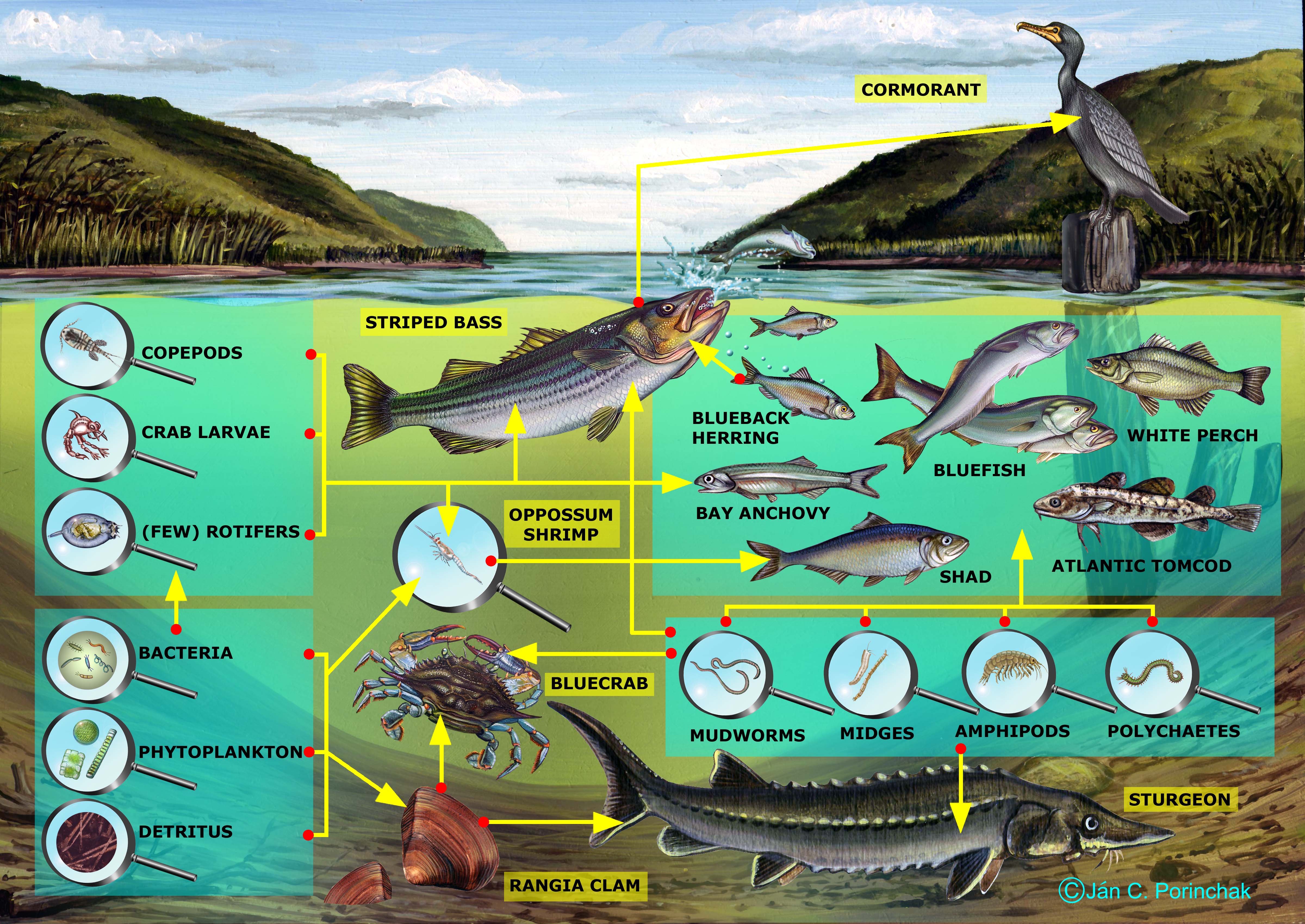 Brackish Channel Food Web