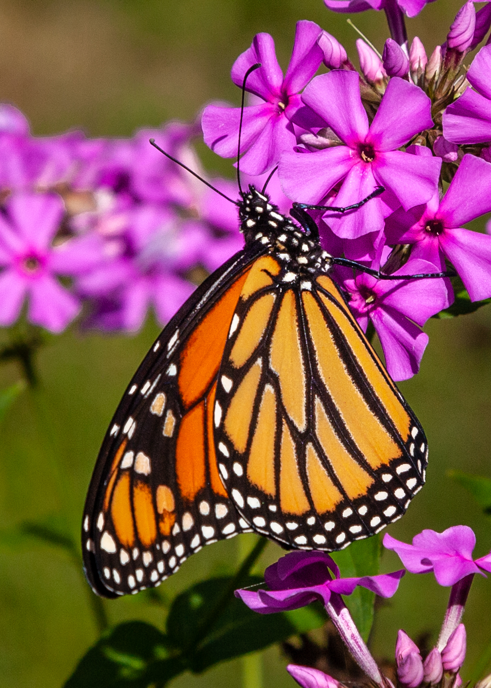 Guide to butterflies and skippers | Cary Institute of Ecosystem Studies