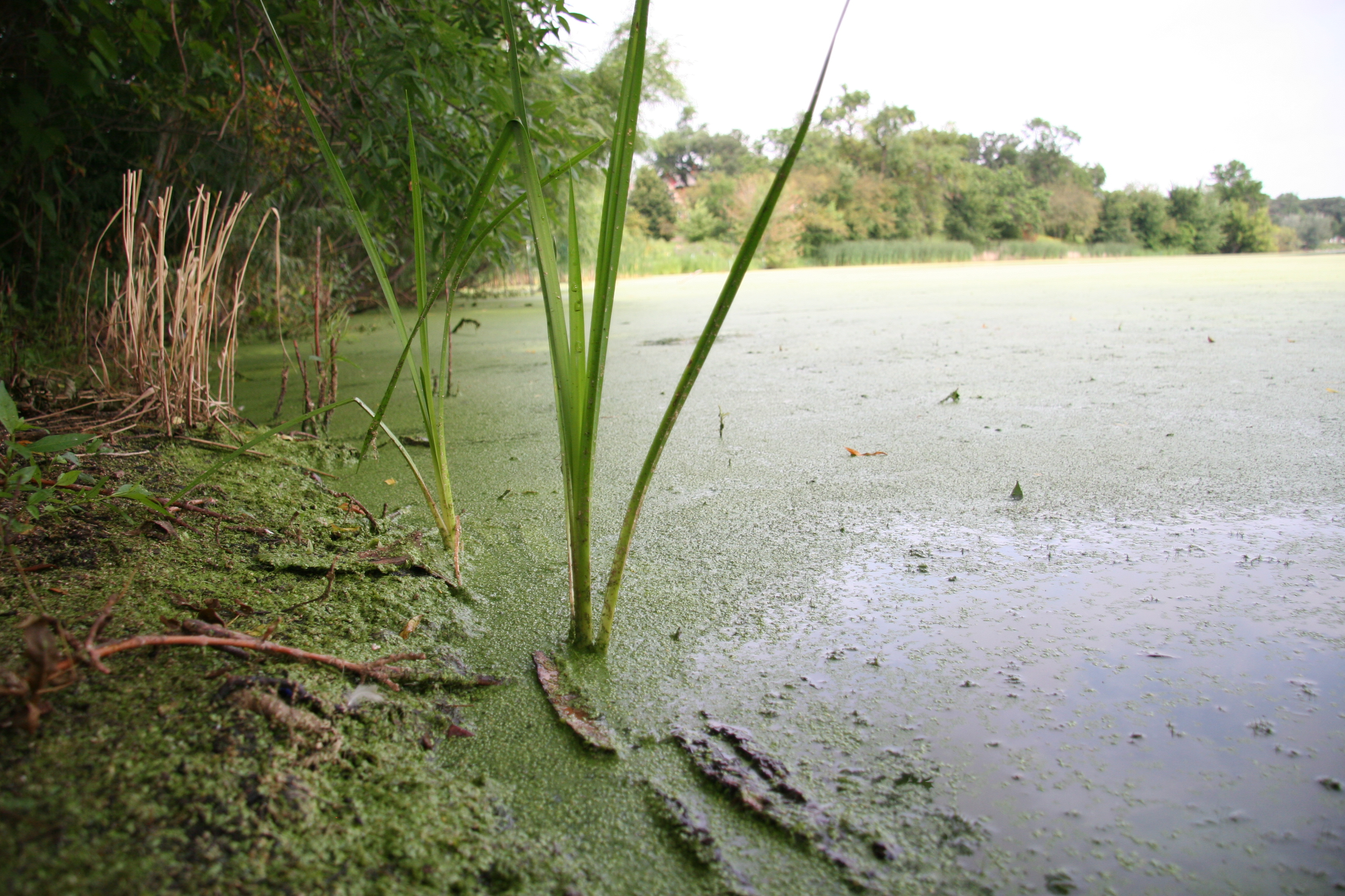 Toxic algae can put water sources at risk