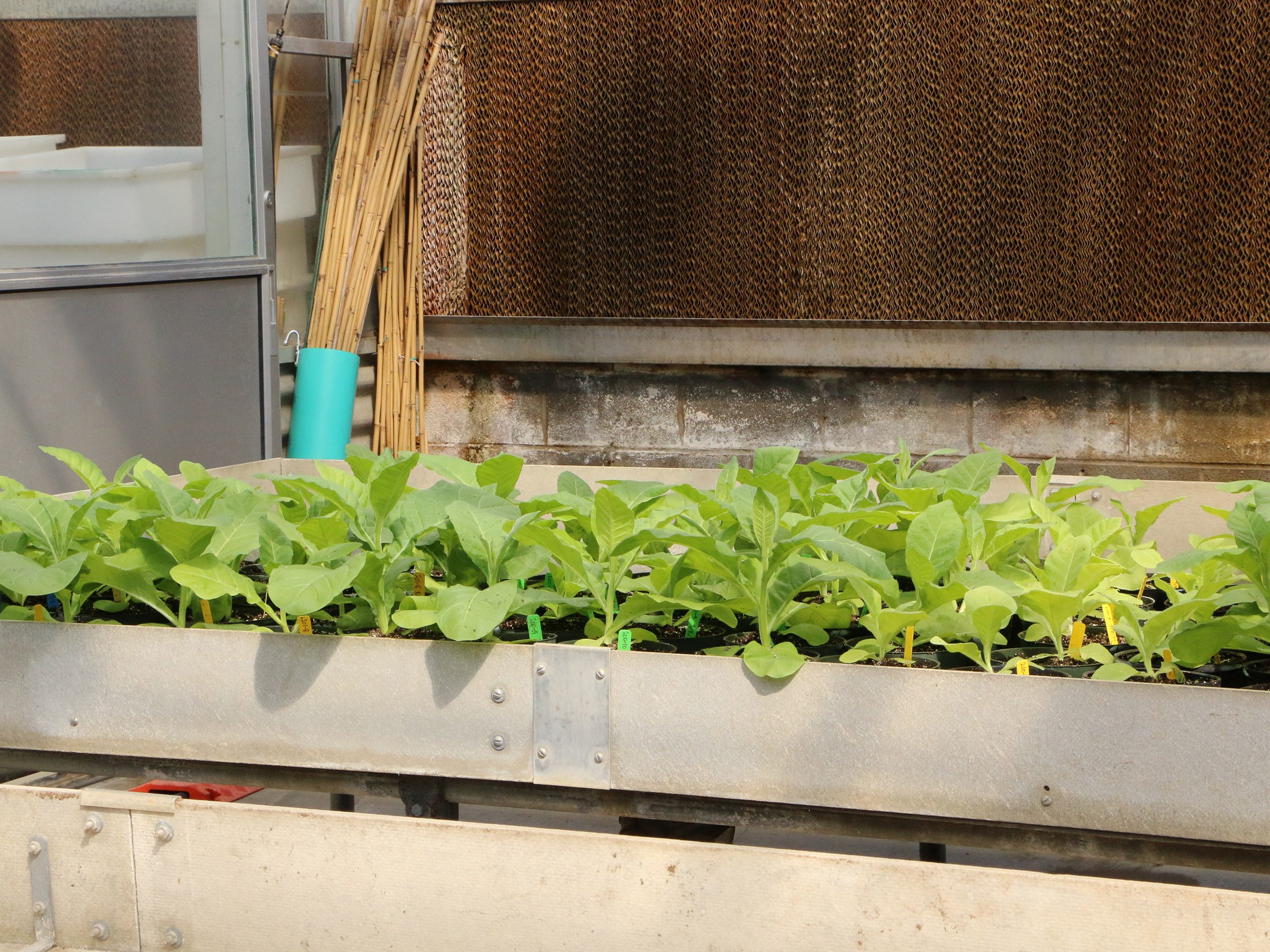 Super plants? Cary Institute of Ecosystem Studies