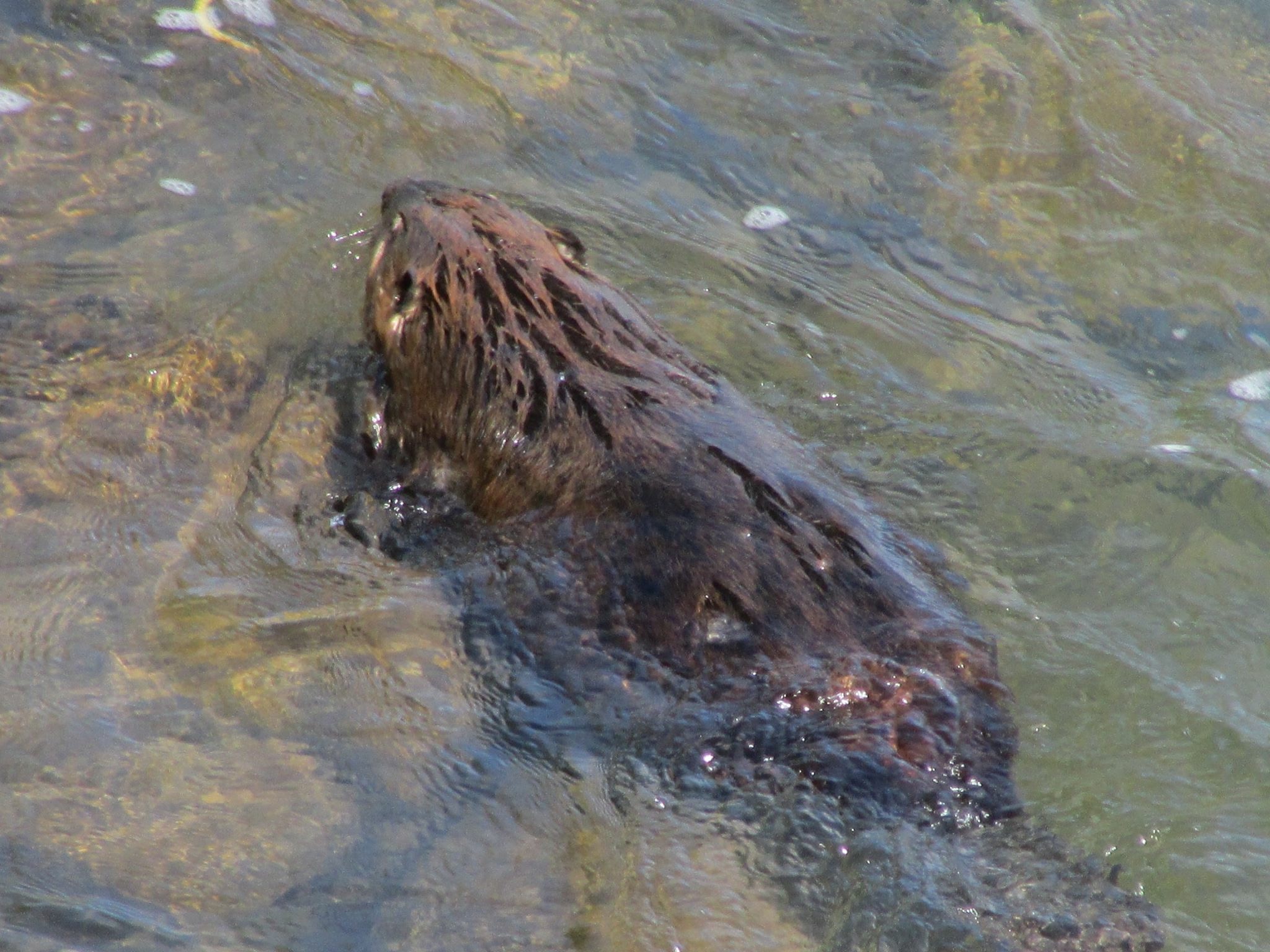 Beavers take a chunk out of nitrogen in Northeast rivers