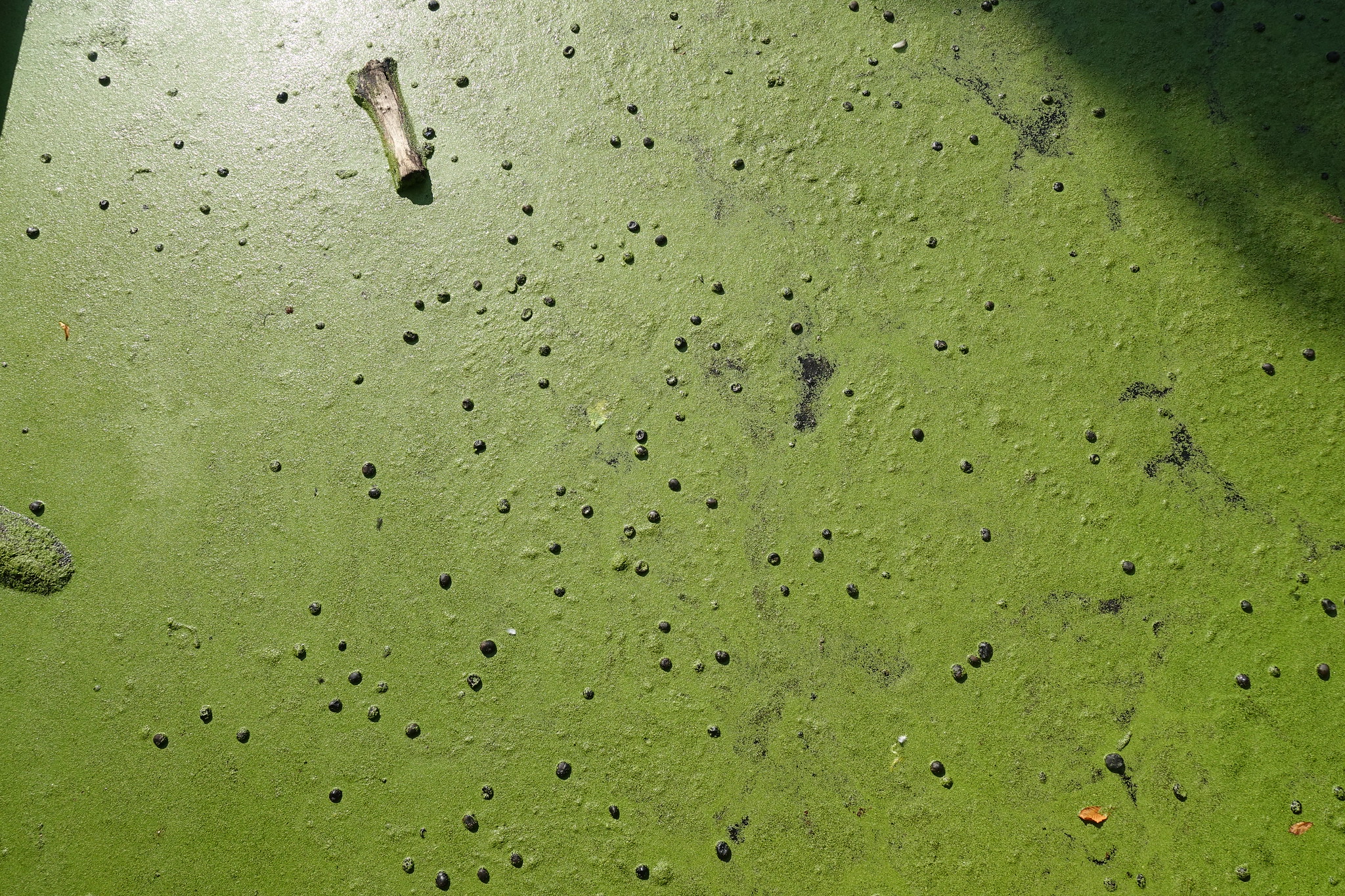 The aliens that ate the Hudson River