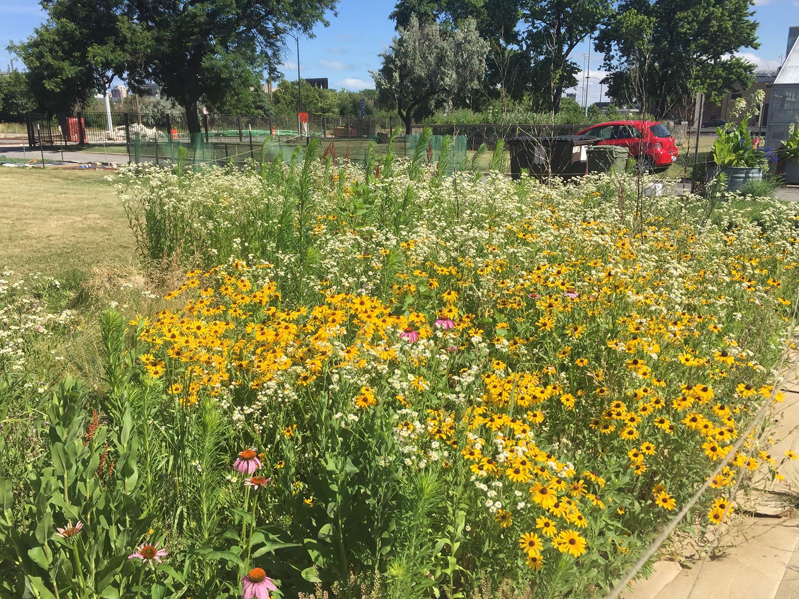 Urban greening success could be as simple as scattering seeds