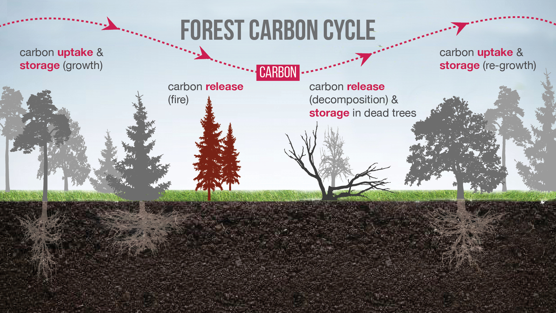 Carbon vegetal para que sirve