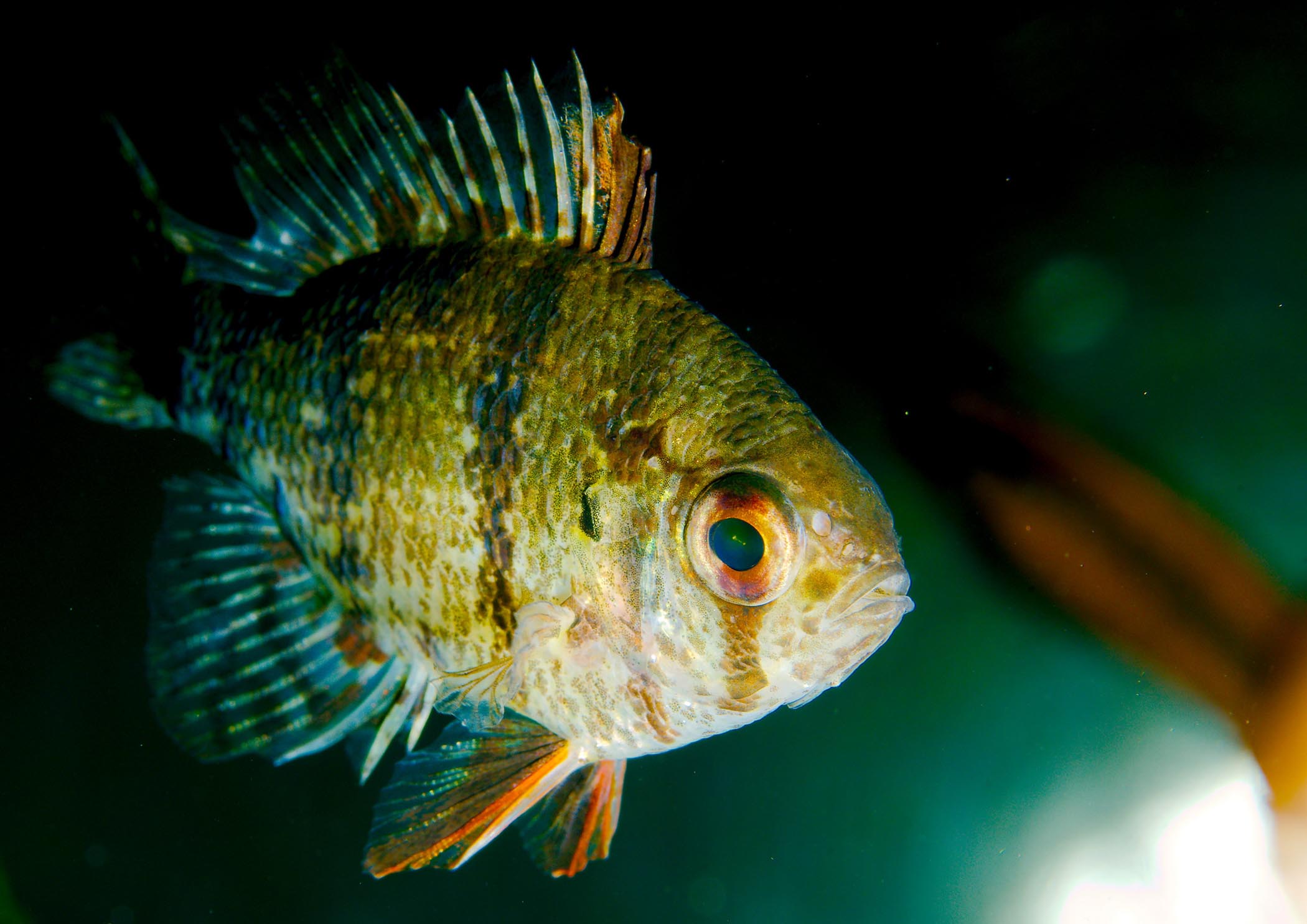 Officials Say Invasive Zebra Mussels Are Hiding in Aquarium Decor Sold  Across U.S., Smart News