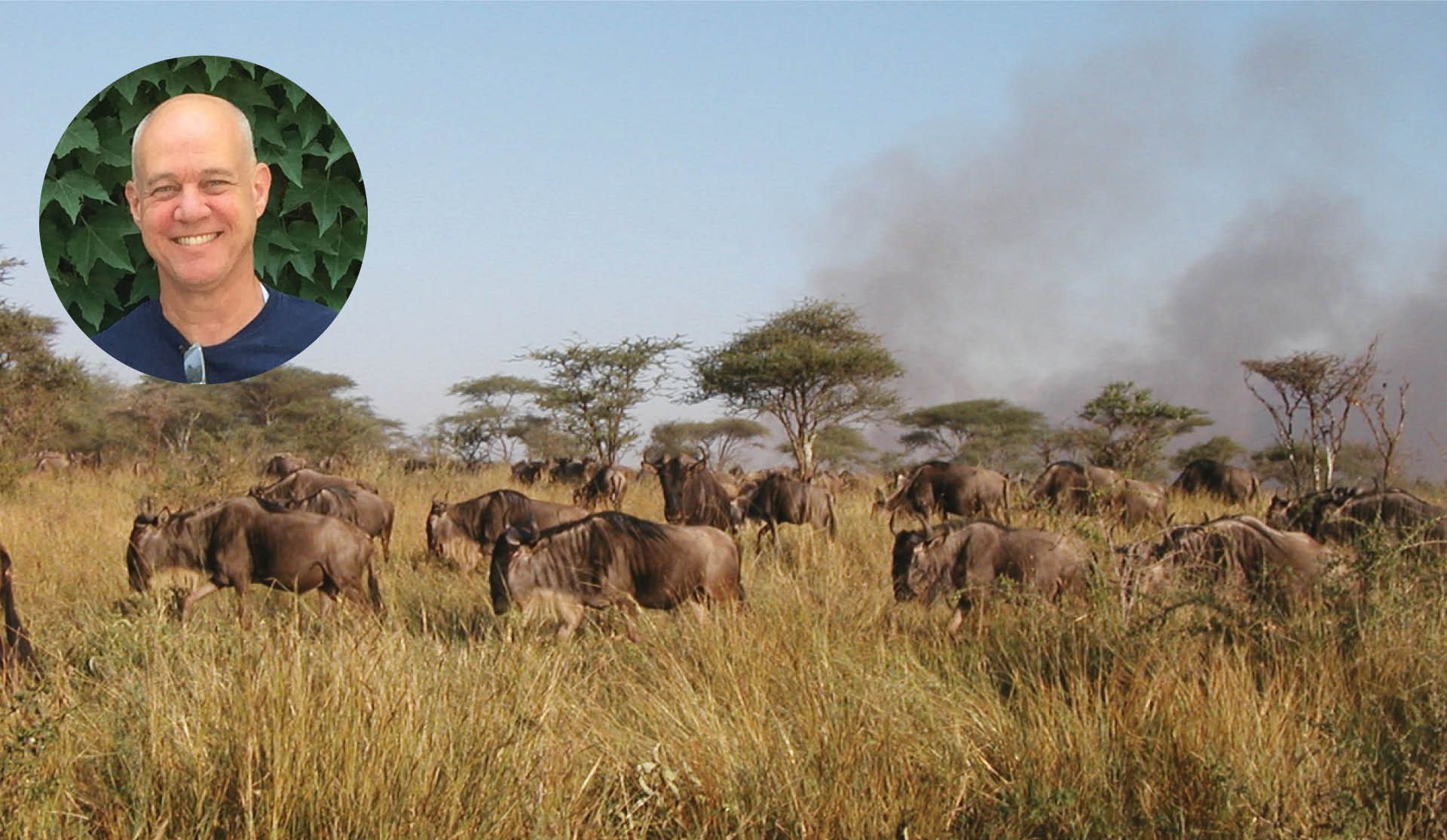 Drivers of Ecosystem-level Coupled Carbon and Nitrogen Pumps in Savannas 