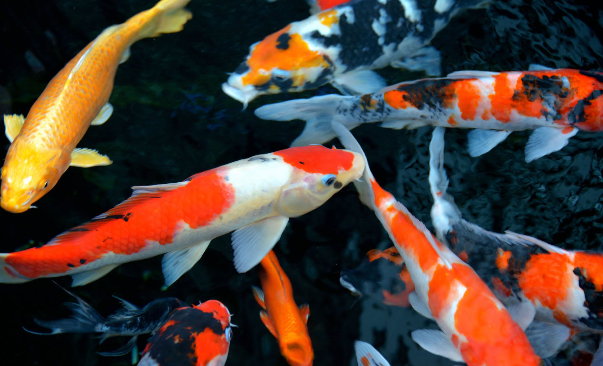 It's time to remember to protect fish population