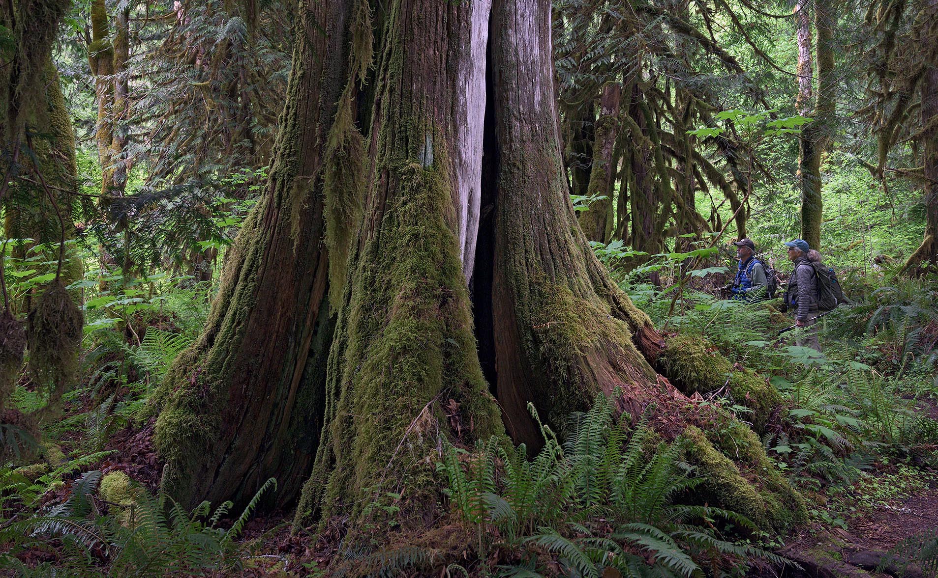 Embrace old growth