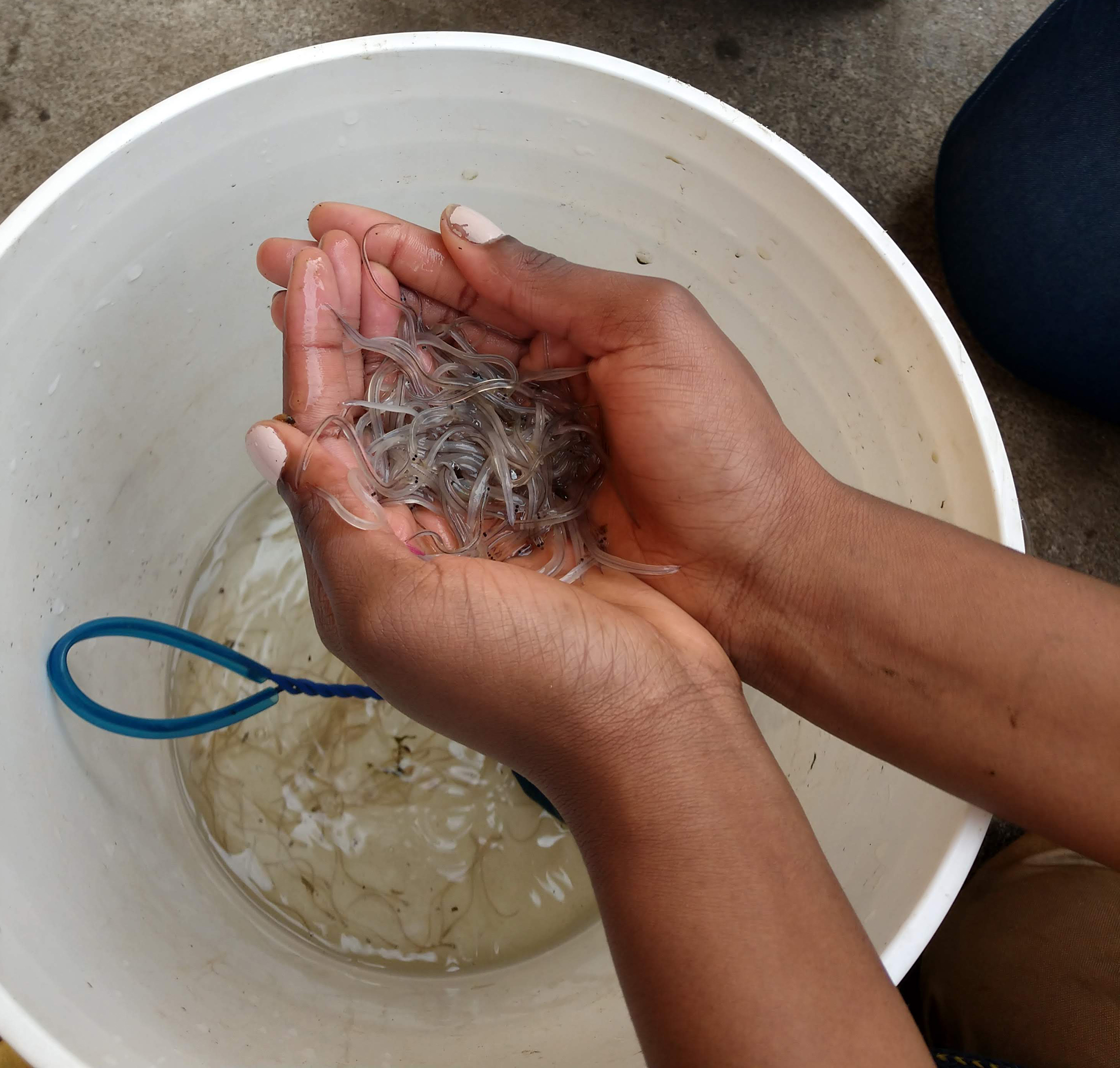 Urban students connect with local environment through eels