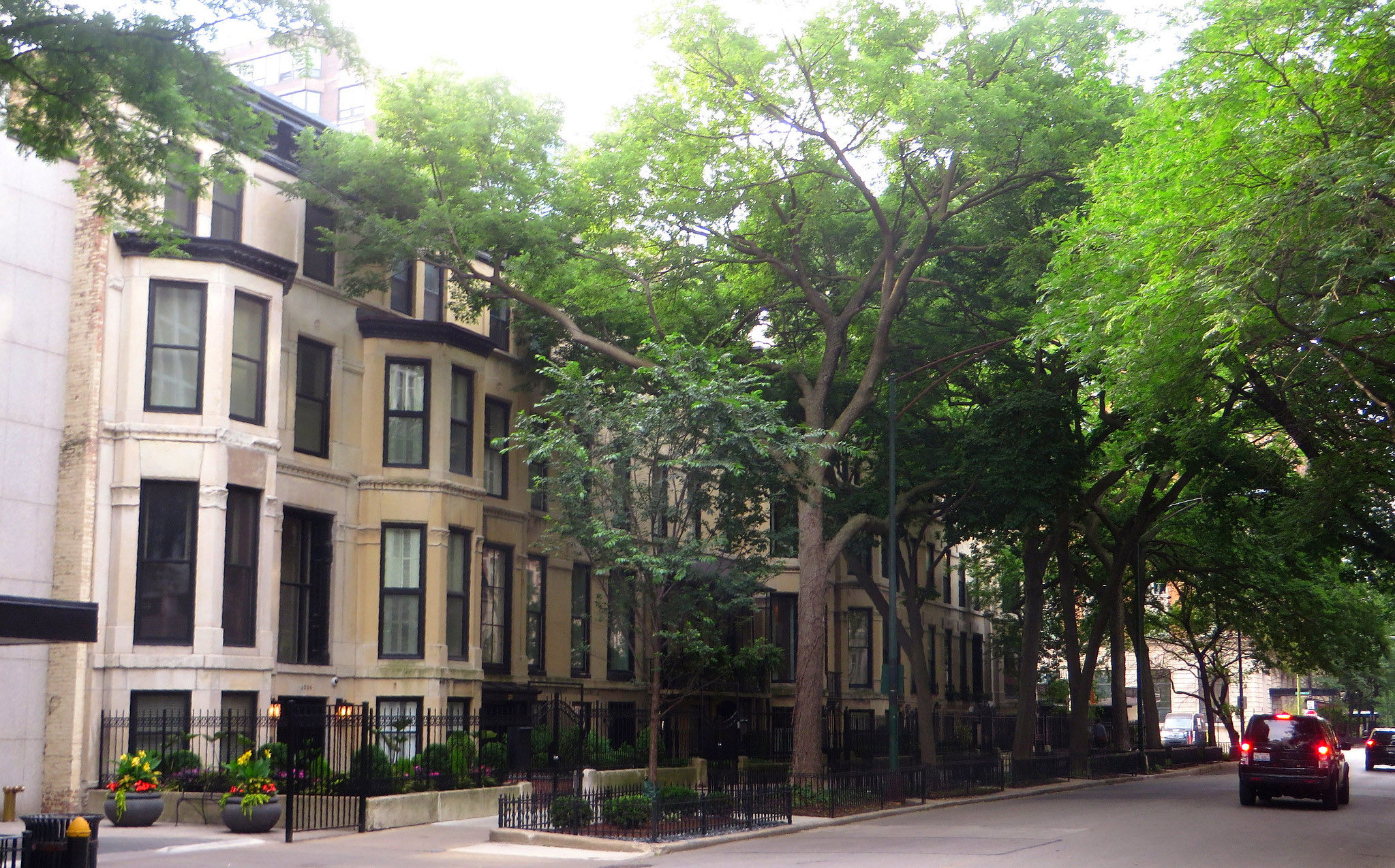 As cities swelter, urban shade trees fall by the millions