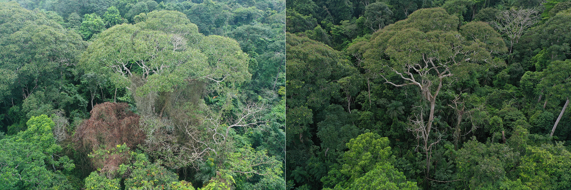 Lightning's fury, nature's pruning. A Dipteryx oleifera in 2019 (left) versus its thriving state two years post-strike (right), the unexpected beneficiary of natural selection, captured by Evan Gora.