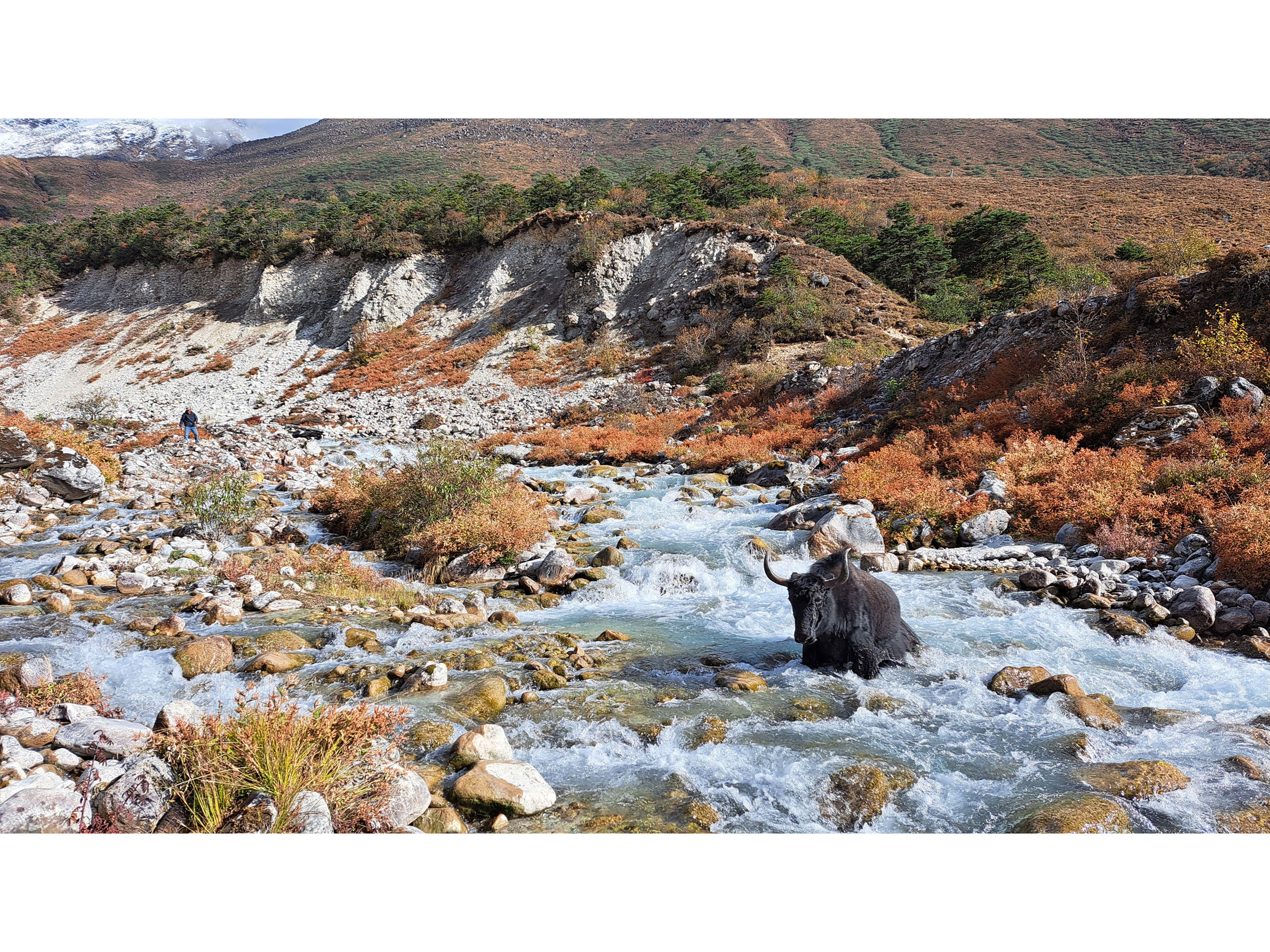 yak in river