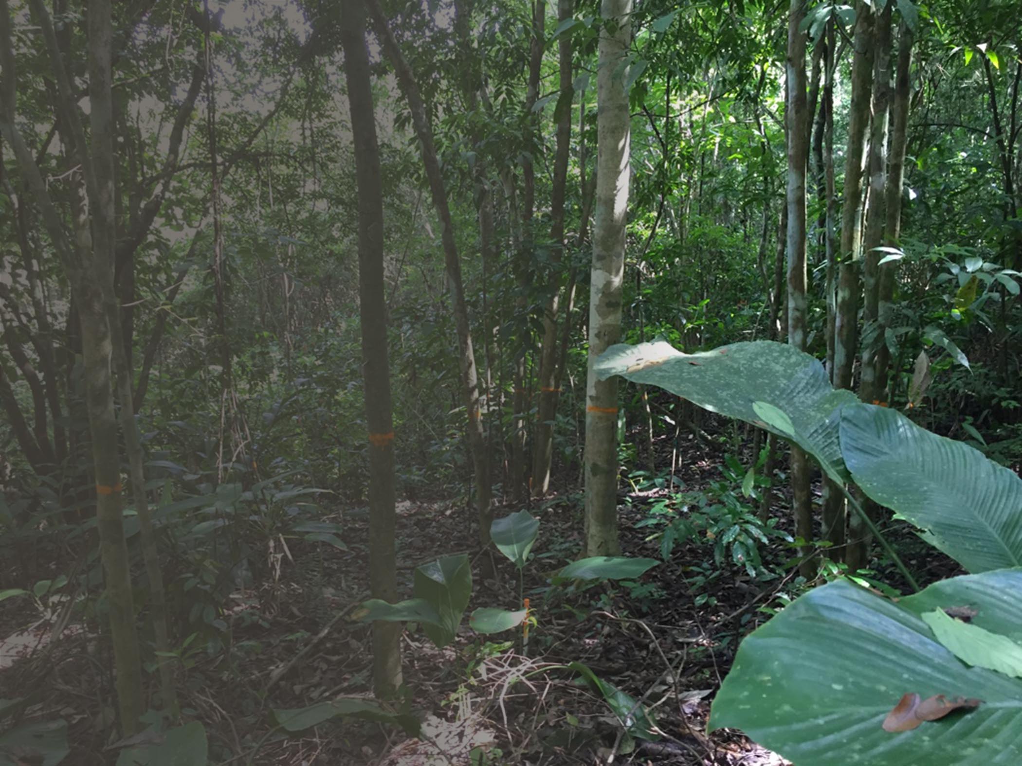 tropical forest