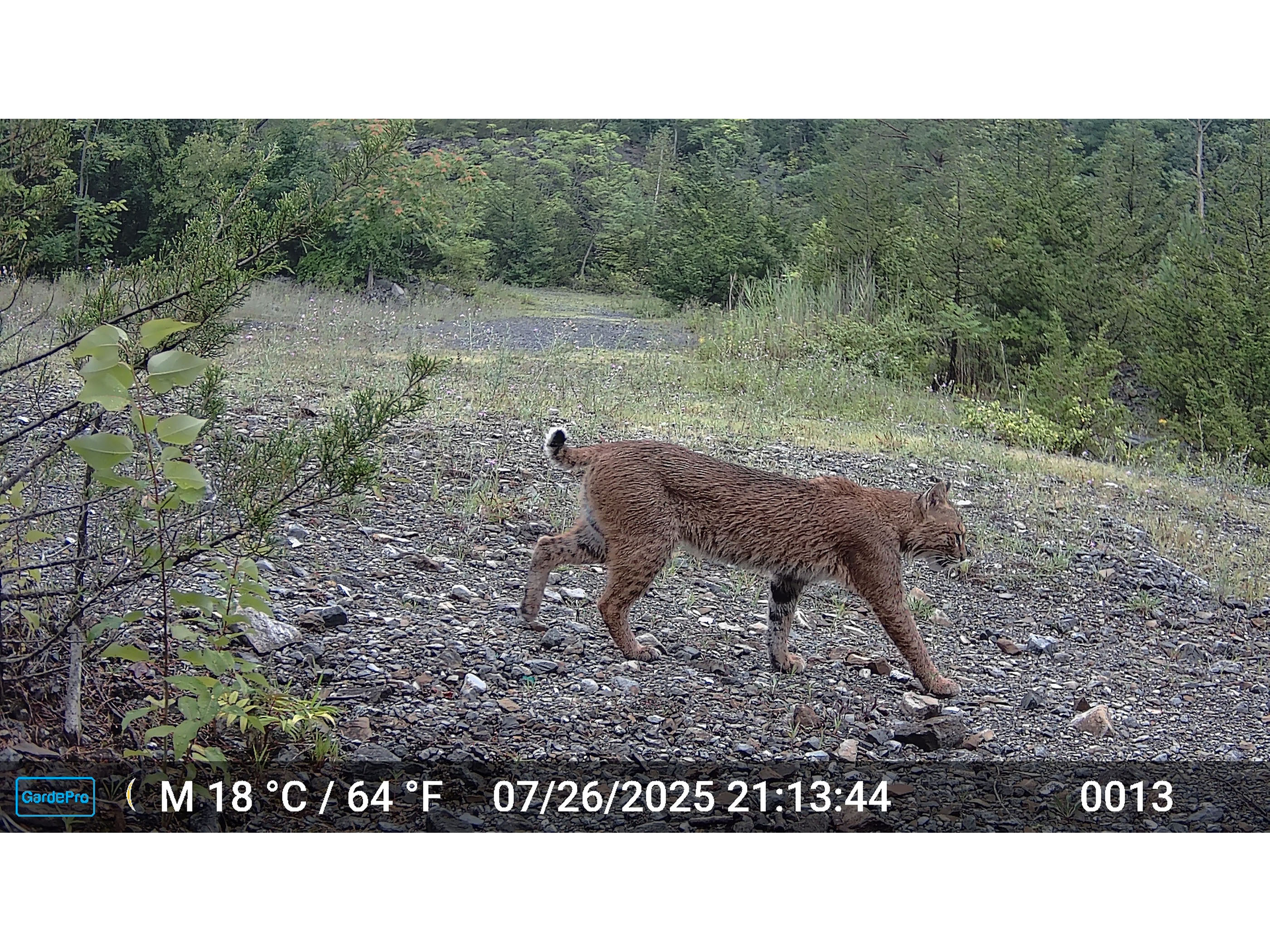 bobcat