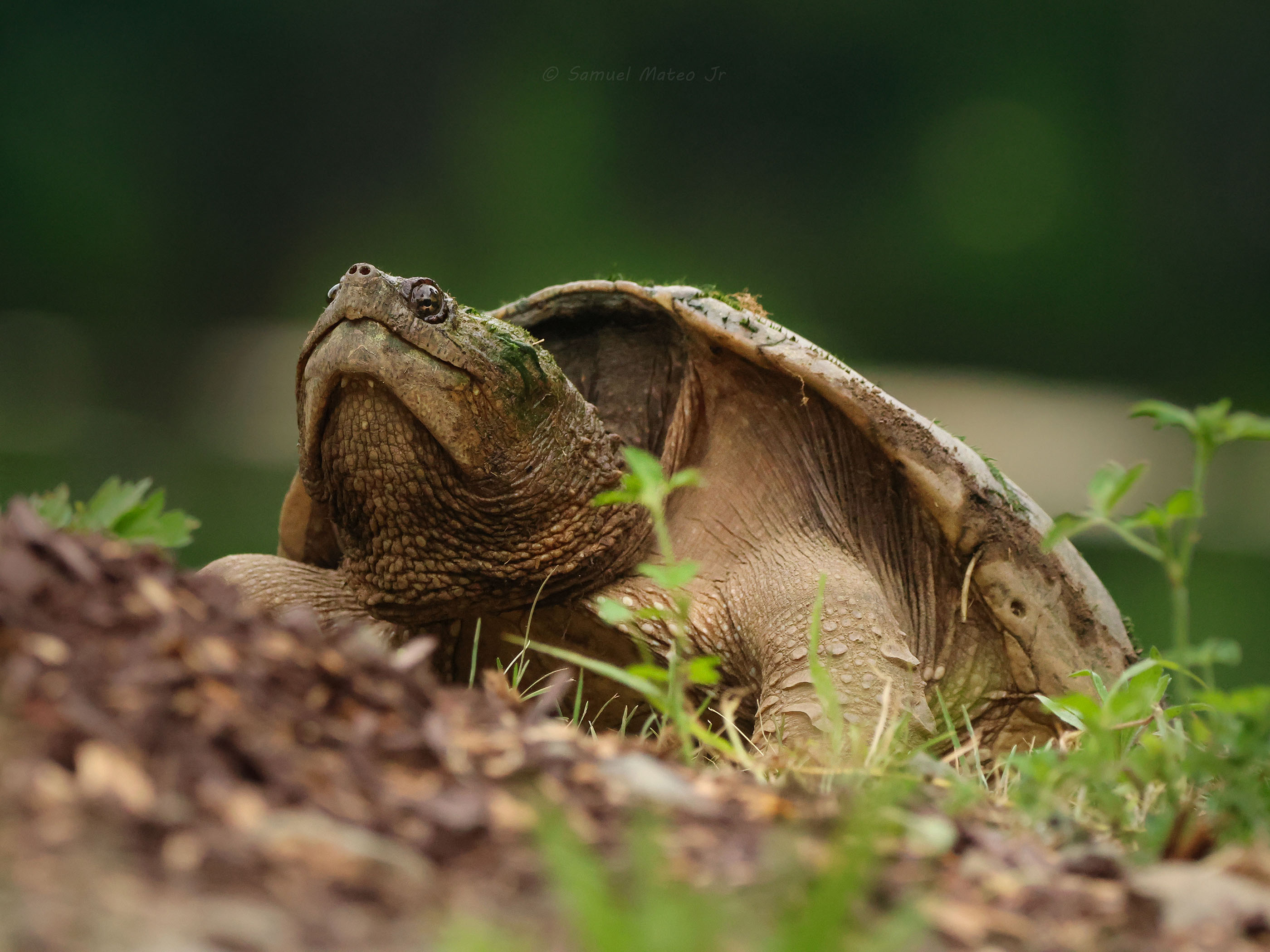 snapping turtle
