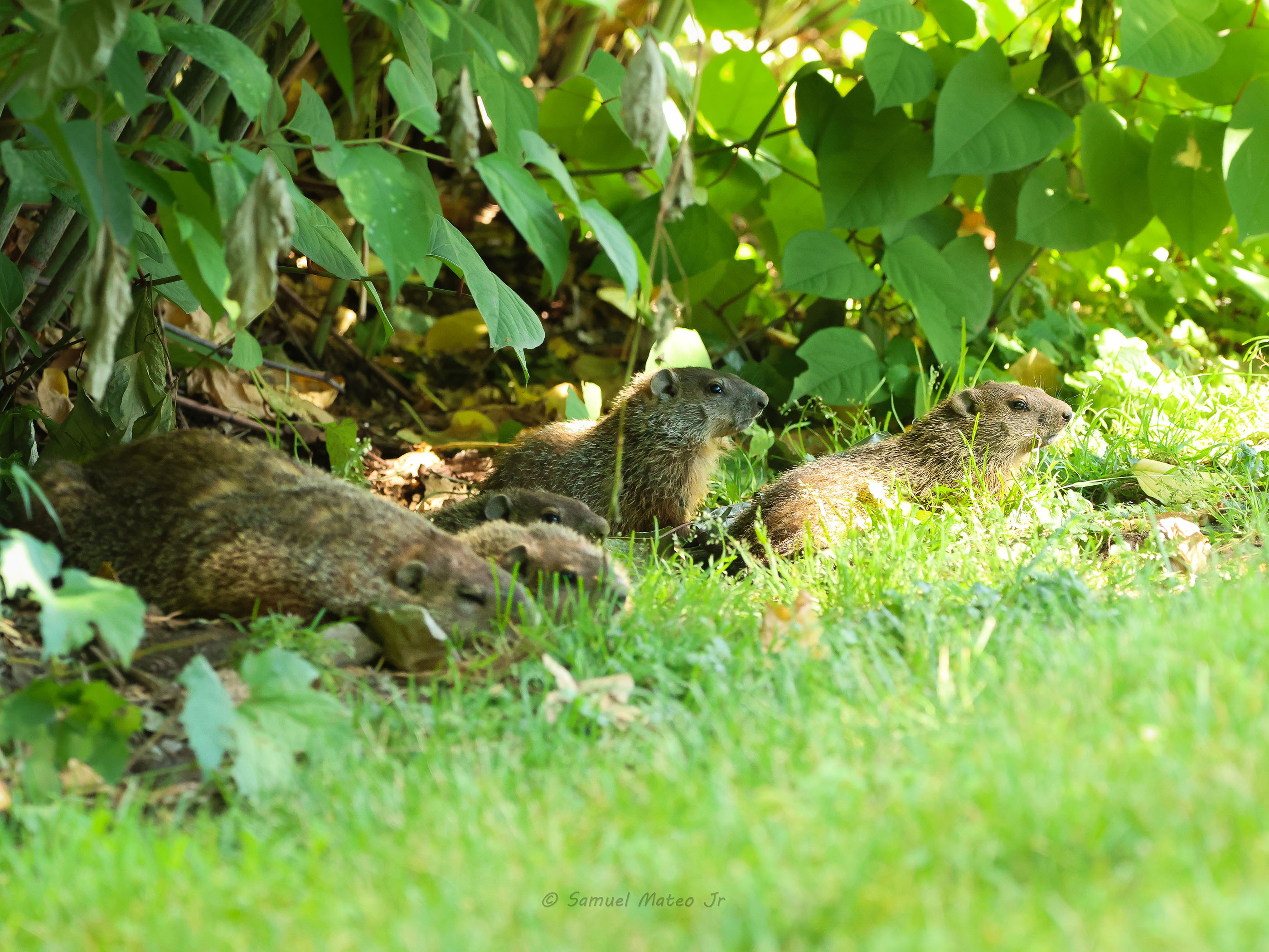 groundhog pups