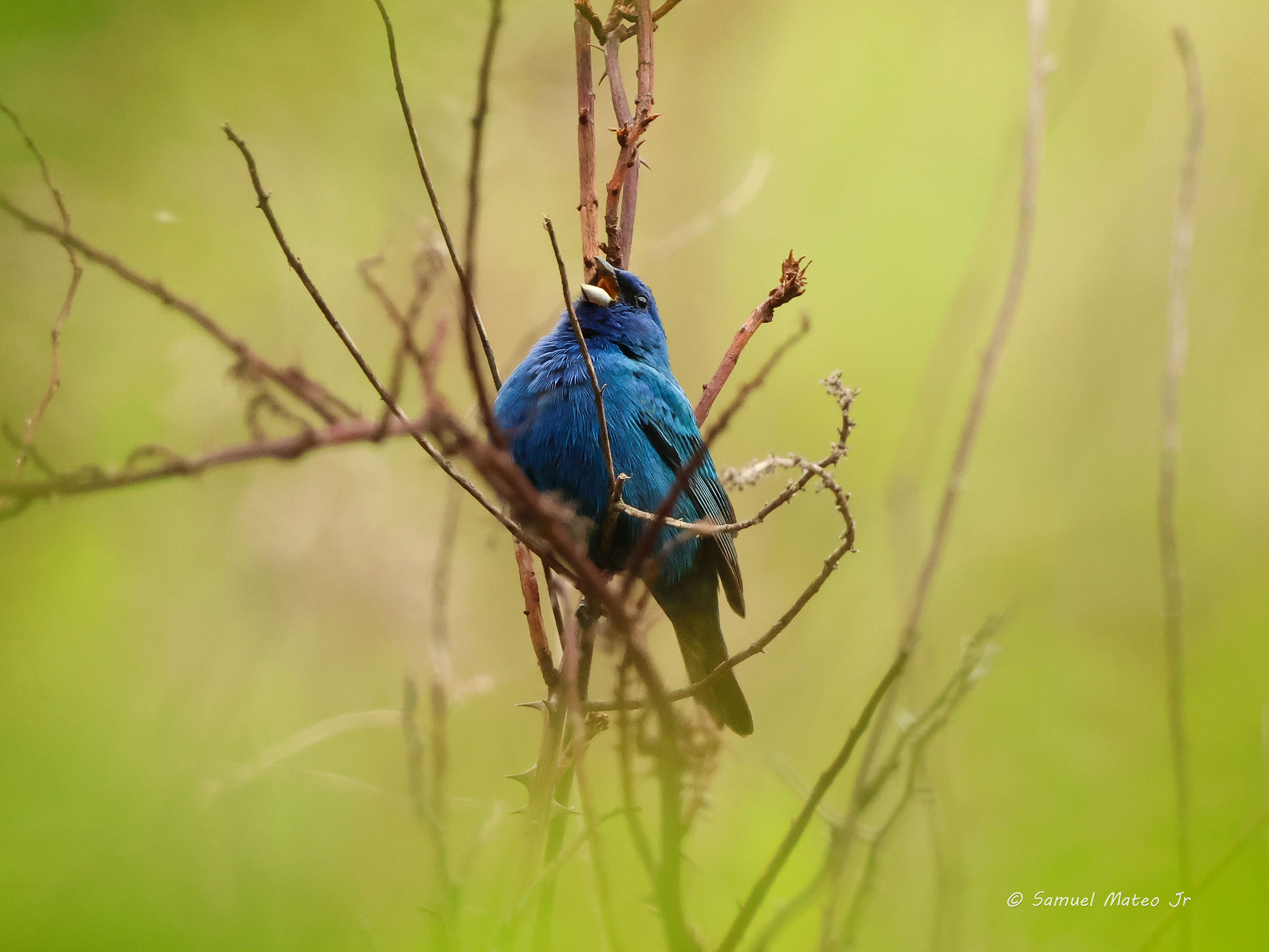 indigo bunting