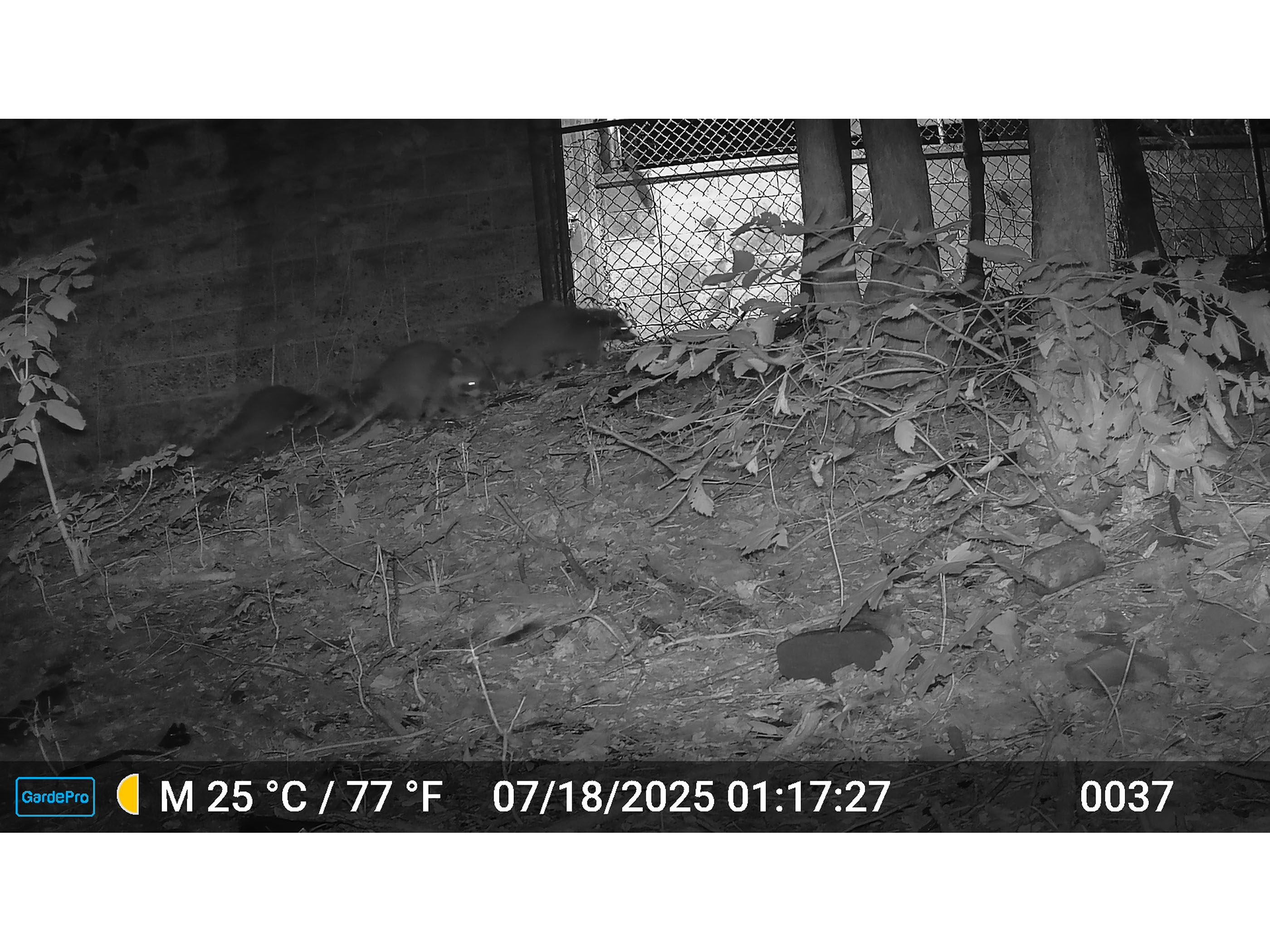 A tender moment between a white-tailed deer and her fawn. Taken with a wildlife trail camera at a Kingston site.