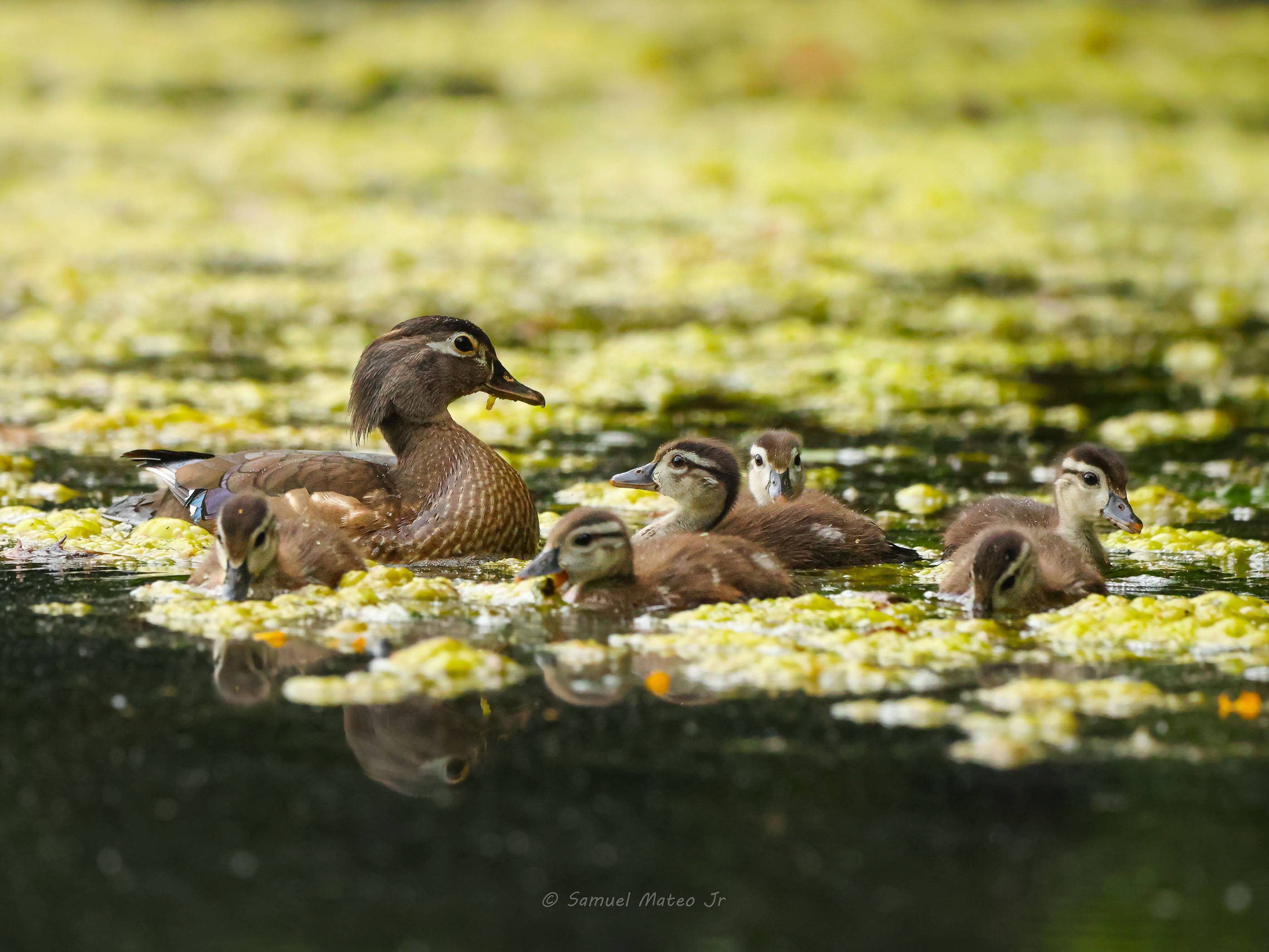 wood duck