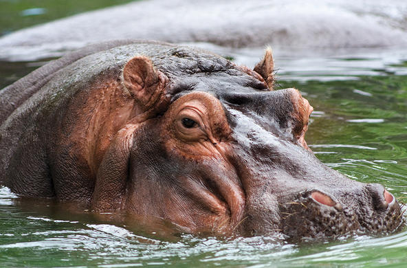 hippo