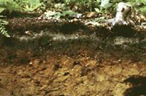 soil