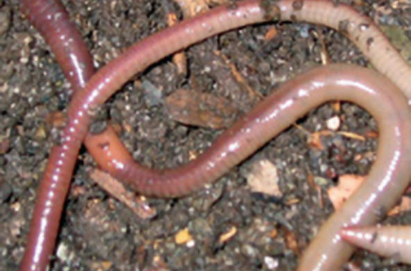 earthworms