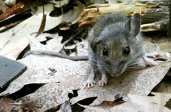 mouse