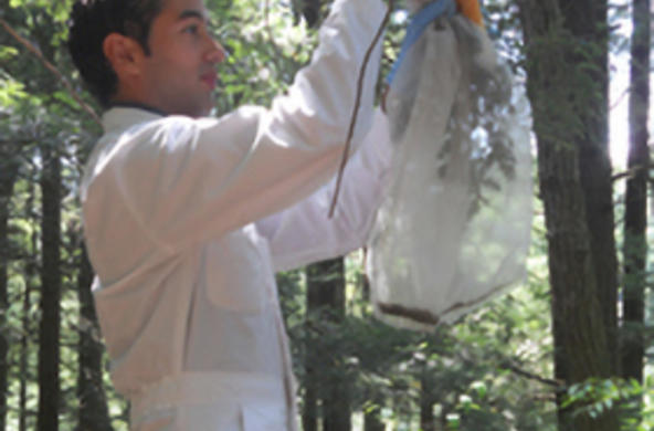 wooly adelgid