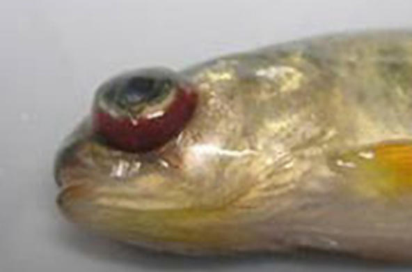 salmon