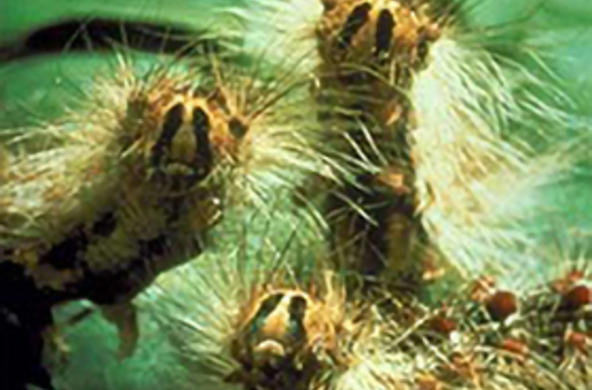 gypsy moth