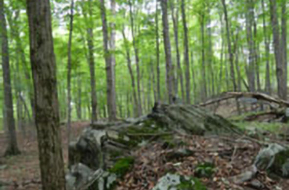 cary forest