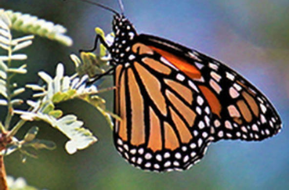 monarch