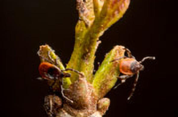 blacklegged ticks