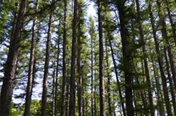 hemlock