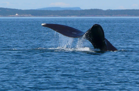 right whale- Head Harbour Lightstation