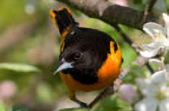 oriole
