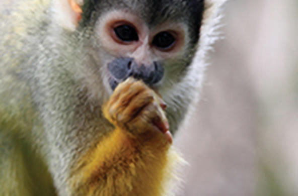 monkey