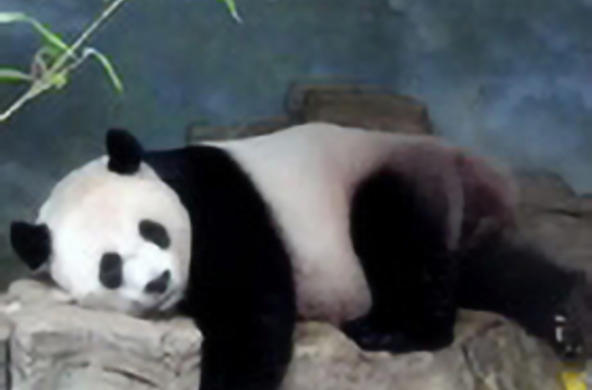 panda