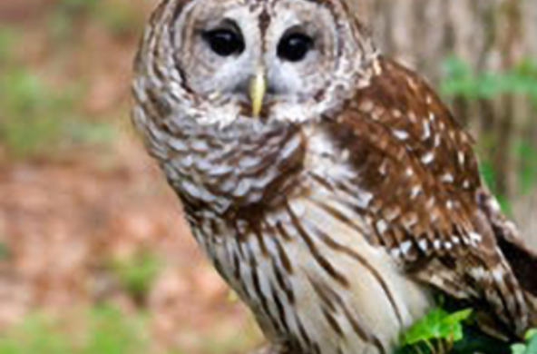 owl