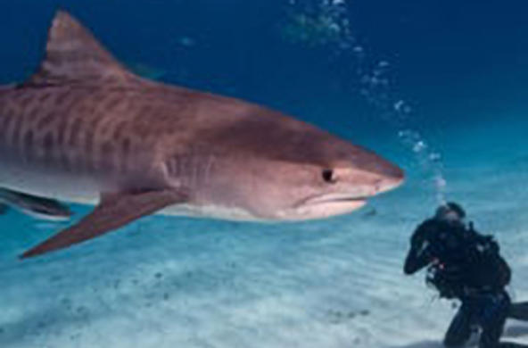 sharks