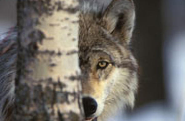 wolf