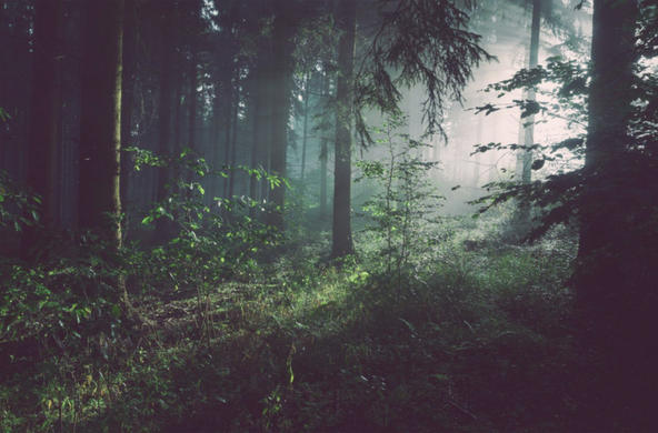Forest CC 
