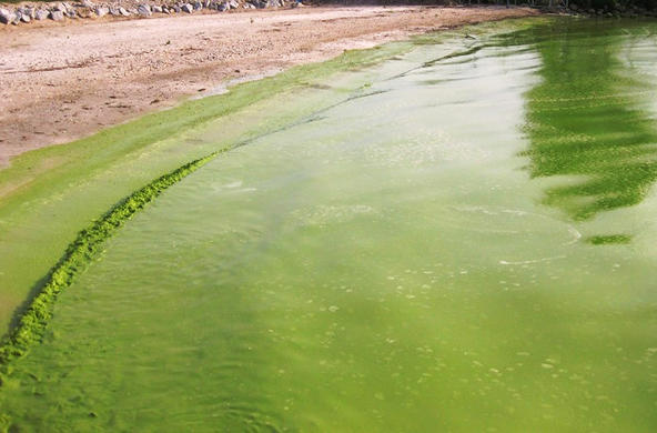 Algal bloom cc by NOAA